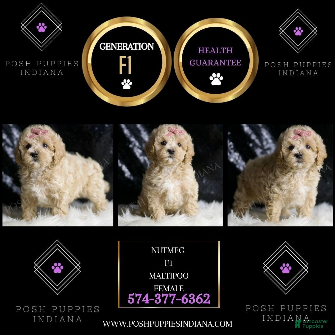 Maltipoo dogs for sale: Nutmeg - Ad 5