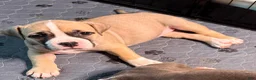 American Bully dogs for sale: American Bully Female - Ad 8