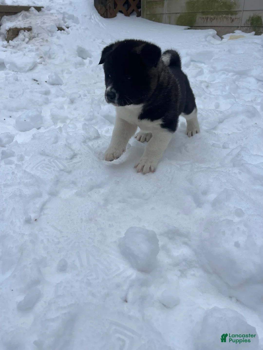 Akita dogs for sale: Dancer - Ad 8