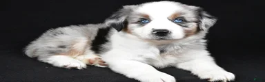 Archie
