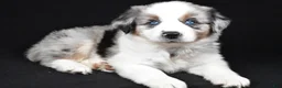 Miniature Australian Shepherd dogs for sale: Archie - Ad 1