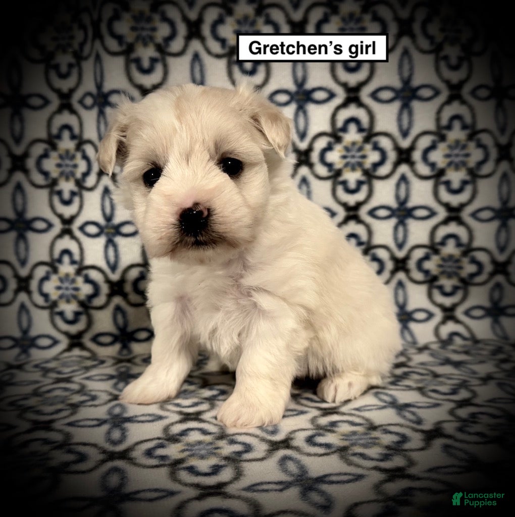 Miniature Schnauzer dogs AKC Gretchen's Girl - Ad 13