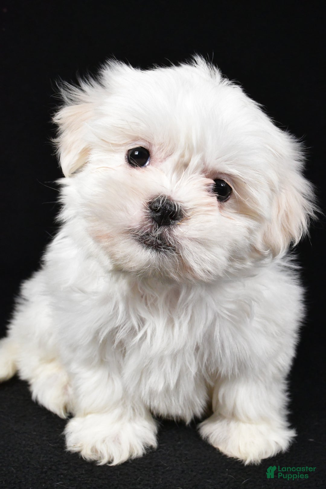 Malshi dogs for sale: Krissey - Ad 7