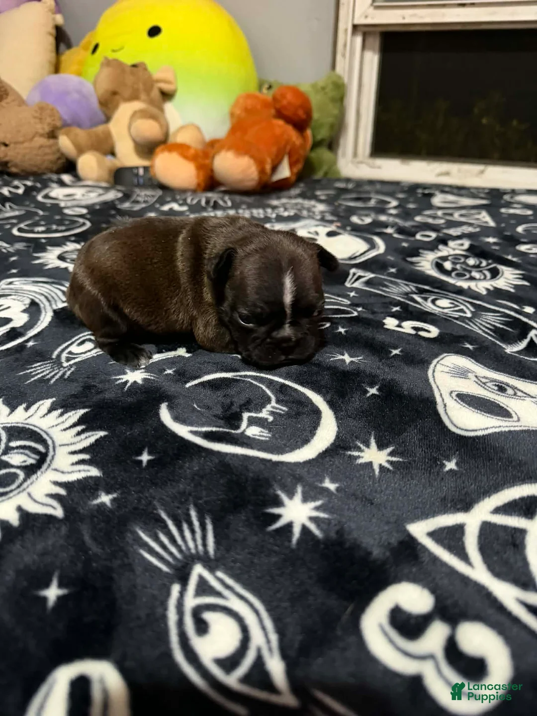 Mixed Breed dogs for sale: Mixed Breed Puppy 3 - Ad 1