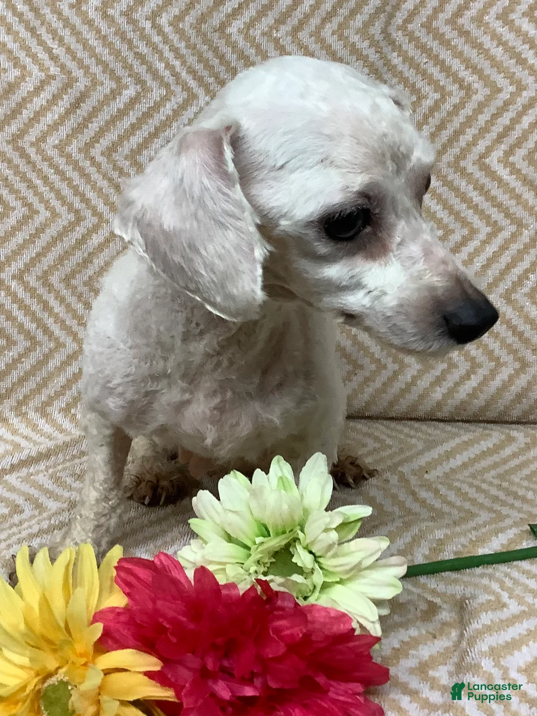 Bichon Frise dogs for sale: ACA Mickey - Ad 7