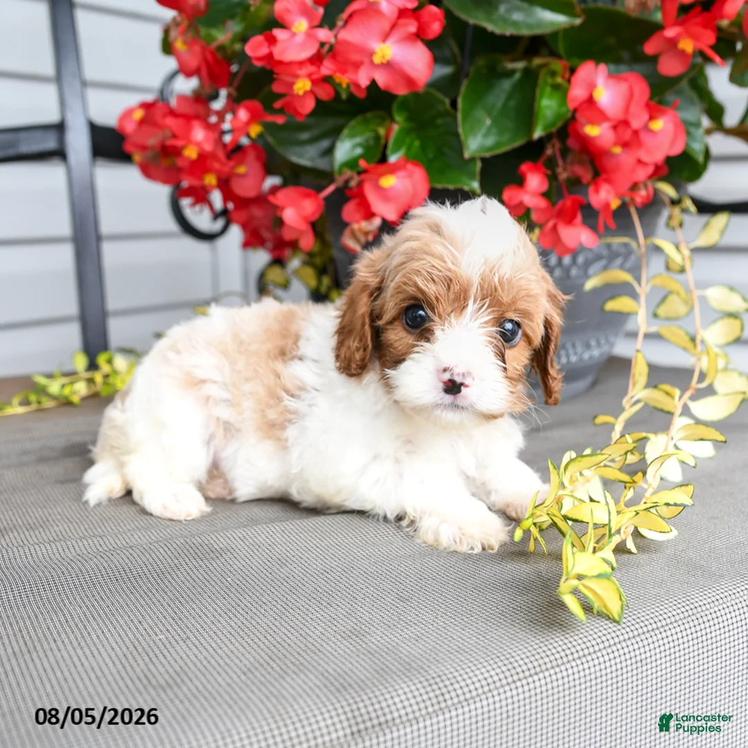 Cavapoo dogs for sale: Doreen - Ad 1