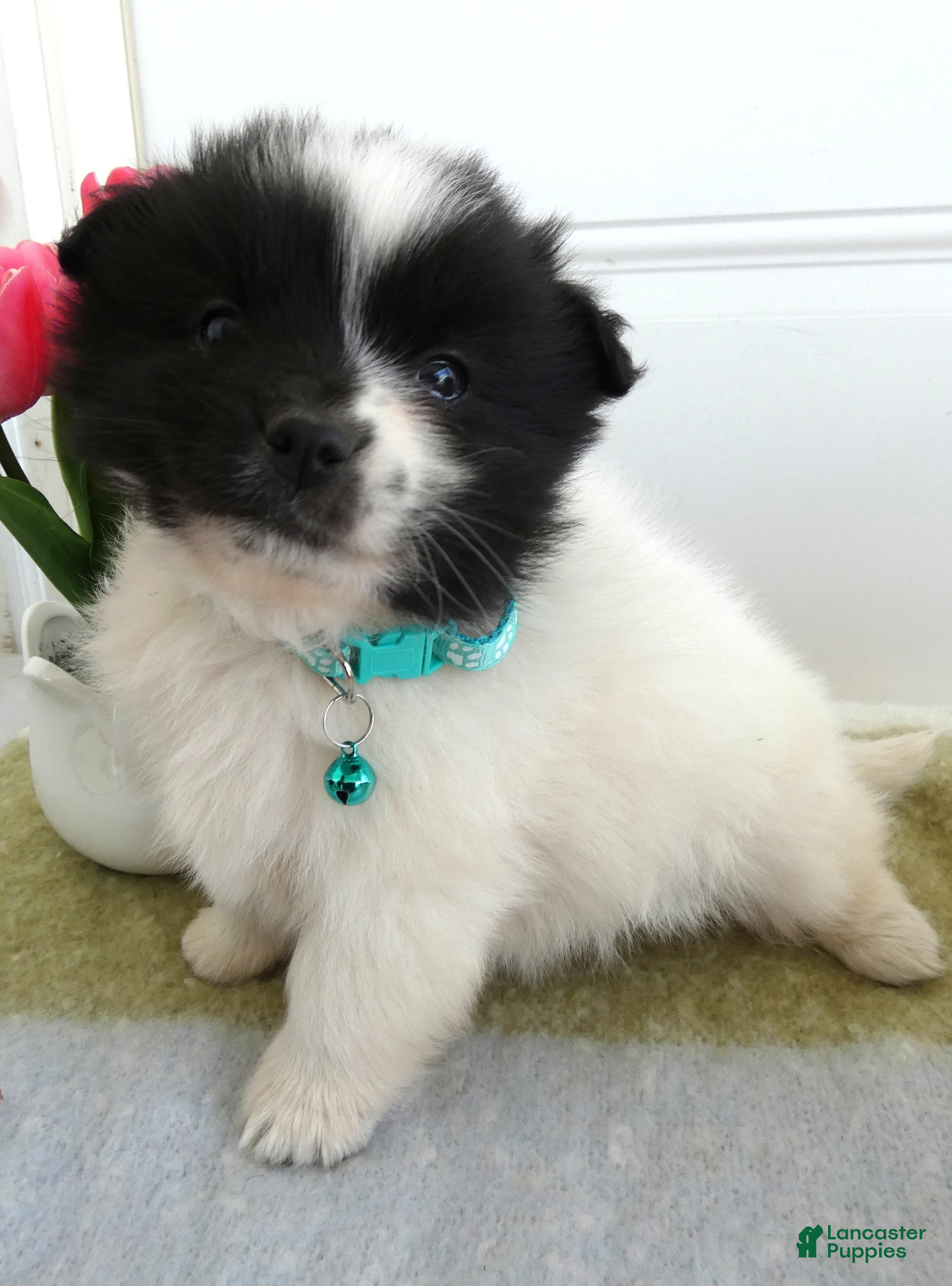 Mixed Breed dogs Mixed Breed Puppy 2 Scout - Ad 38