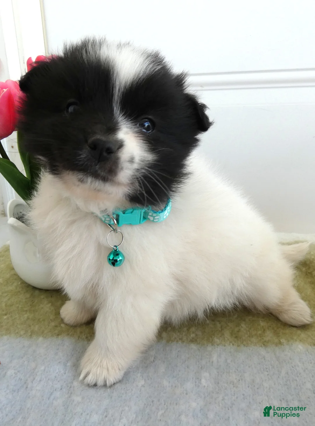 Mixed Breed dogs for sale: Mixed Breed Puppy 2 Scout - Ad 1