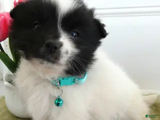 Mixed Breed dogs Mixed Breed Puppy 2 Scout - Ad 38