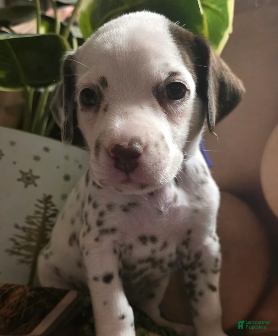 Dalmatian dogs for sale: Sienna - Ad 3