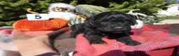 Cavapoo dogs for sale: Cavapoo 5 Black Star - Ad 2