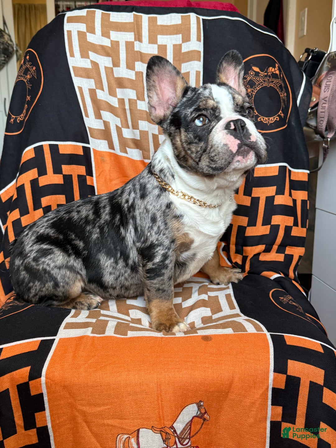 French Bulldog dogs for sale: Marcus - Ad 20