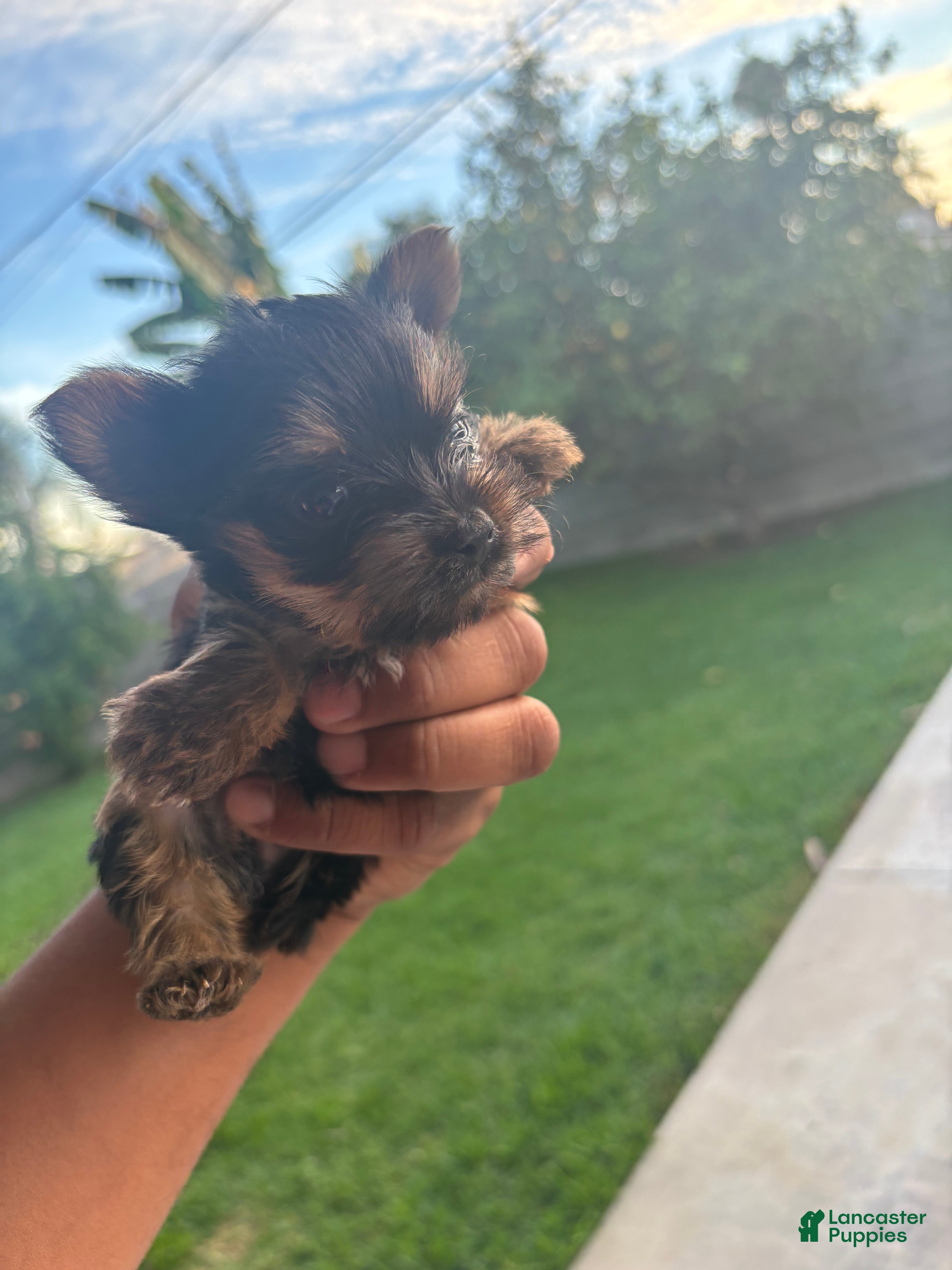 Yorkshire Terrier dogs Yorkshire Terrier 3 - Ad 19