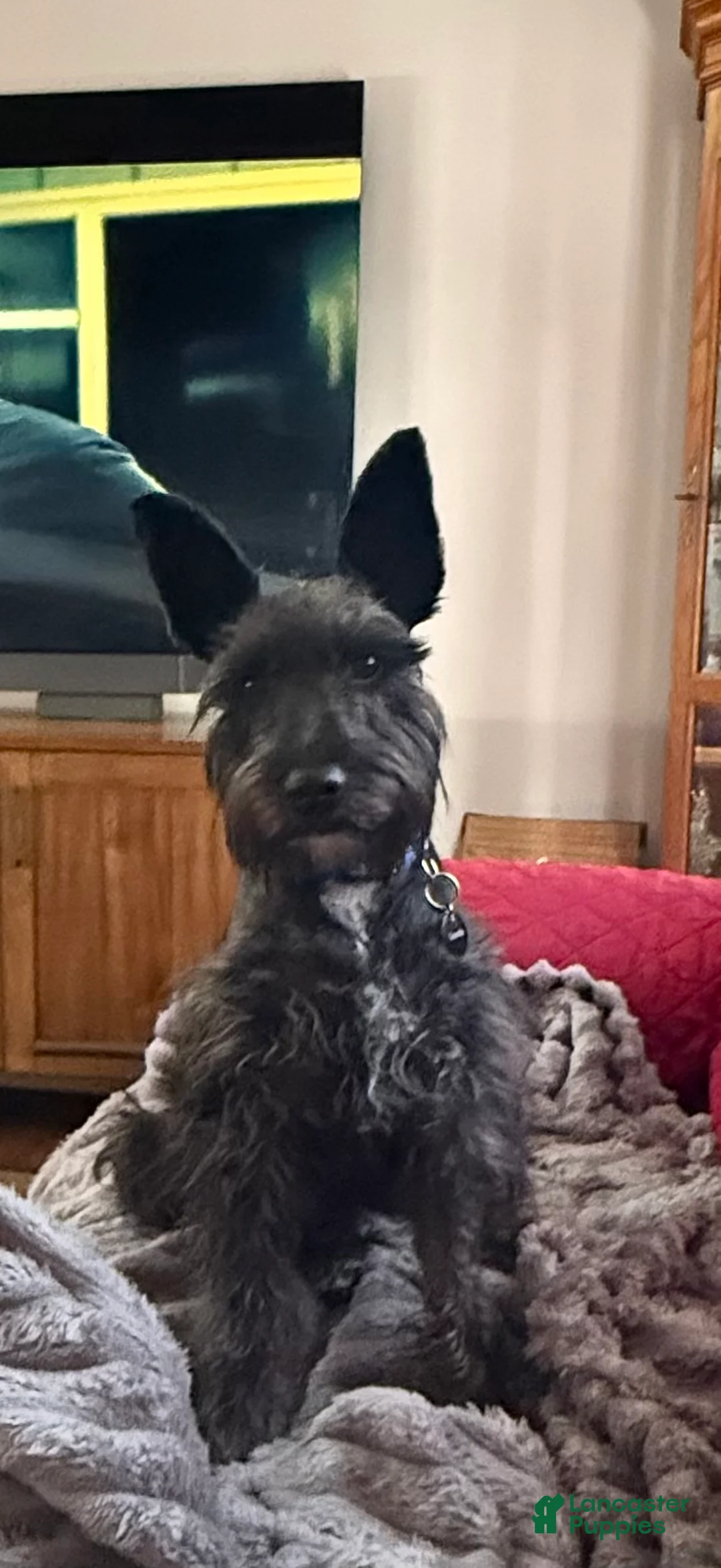 Miniature Schnauzer dogs for sale: Miniature Schnauzer 1 - Ad 4