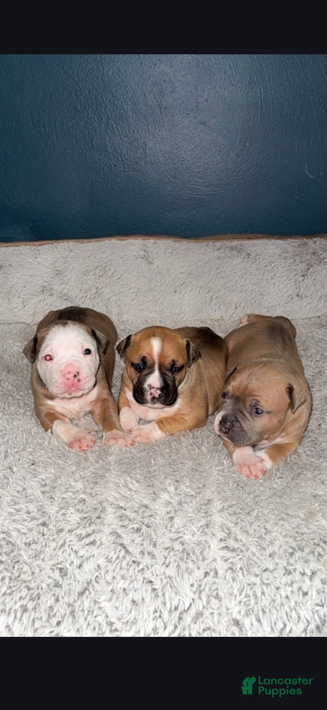American Pit Bull Terrier dogs for sale: Saddie - Ad 4