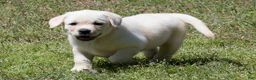 Labrador Retriever dogs for sale: Kenna - Ad 7