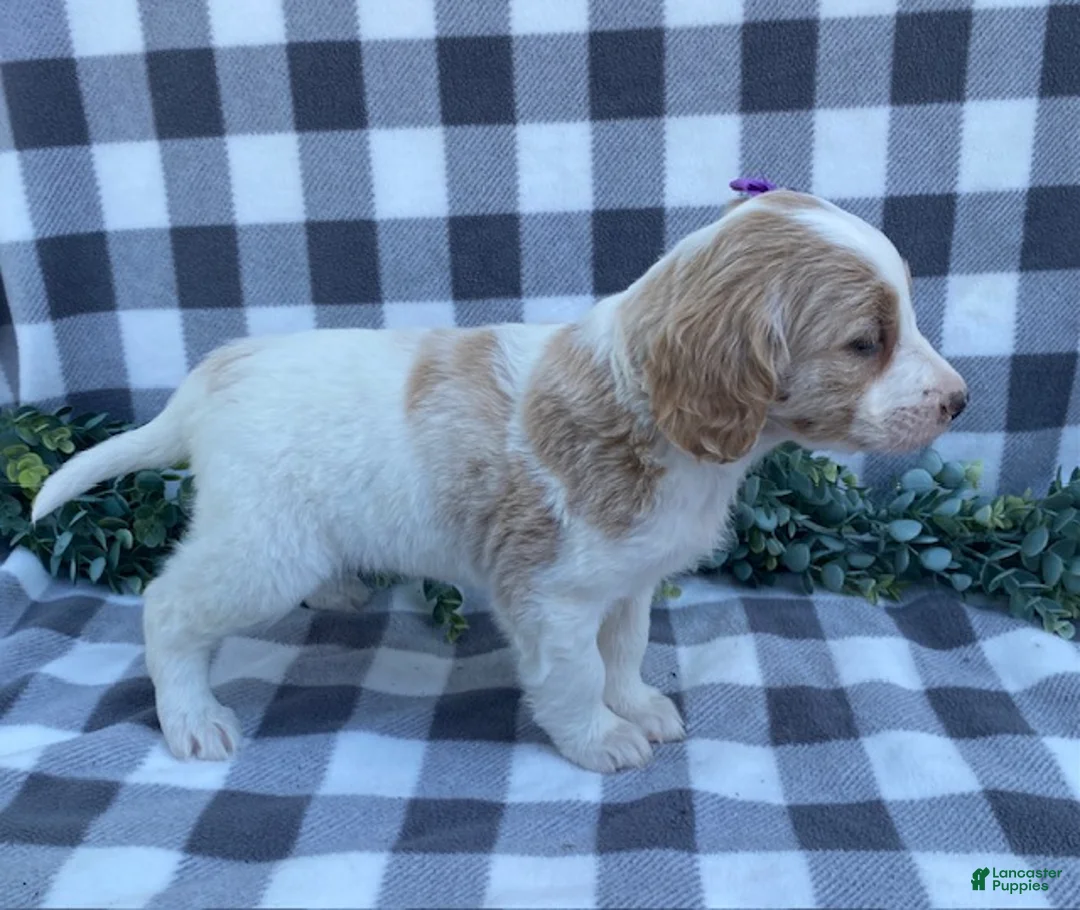 Mini Goldendoodle dogs for sale: Lily - Ad 5