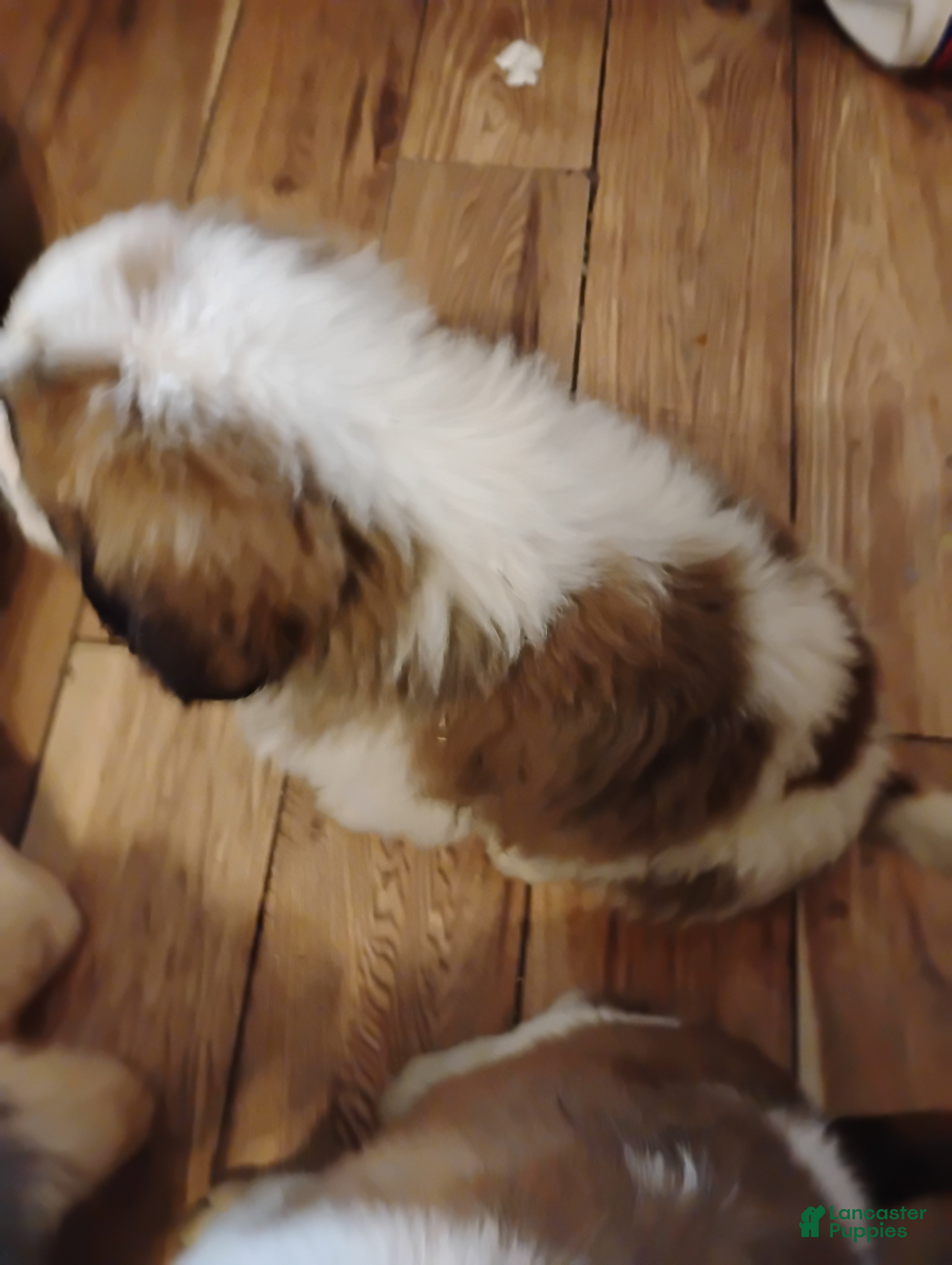 Saint Bernard dogs Saint Bernard Puppy 4 - Ad 38