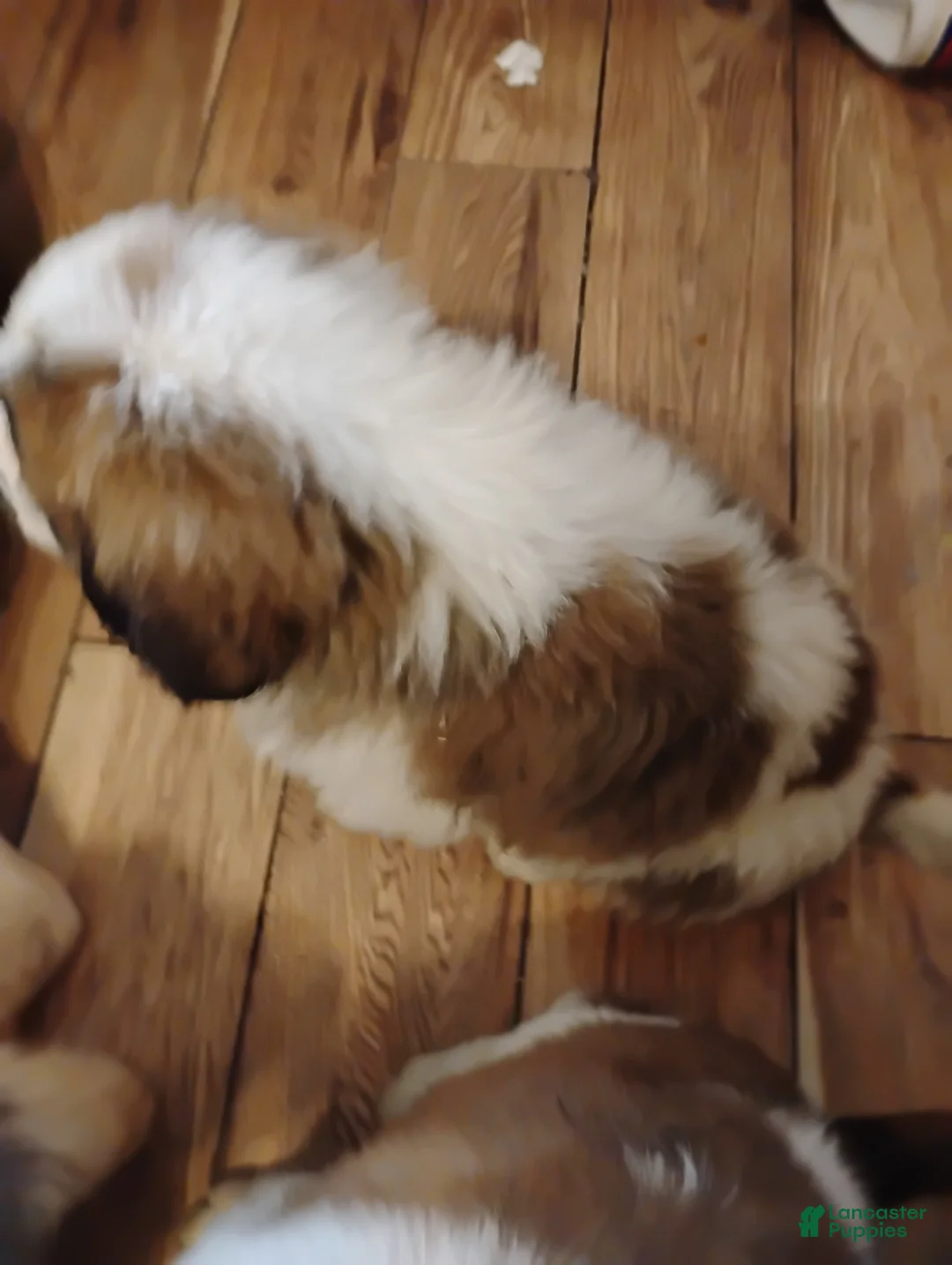 Saint Bernard dogs for sale: Saint Bernard Puppy 4 - Ad 1