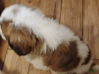 Saint Bernard dogs Saint Bernard Puppy 4 - Ad 25