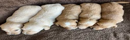 Miniature Dachshund dogs for sale: DAWWG POUND’S POCKET-SIZED QB - Ad 20