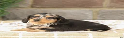 Miniature Dachshund dogs for sale: Jasper - Ad 3