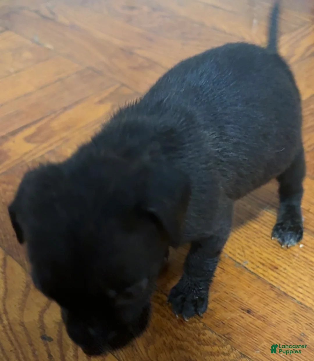 Mixed Breed dogs for sale: Mixed Breed 7 - Ad 1