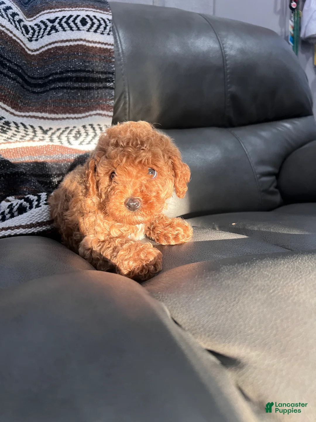 Toy Poodle dogs for sale: Toy Poodle 1 - Ad 1