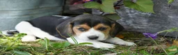 Beagle dogs for sale: Lilly - Ad 8