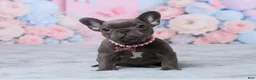 French Bulldog dogs for sale: Luna - Ad 3