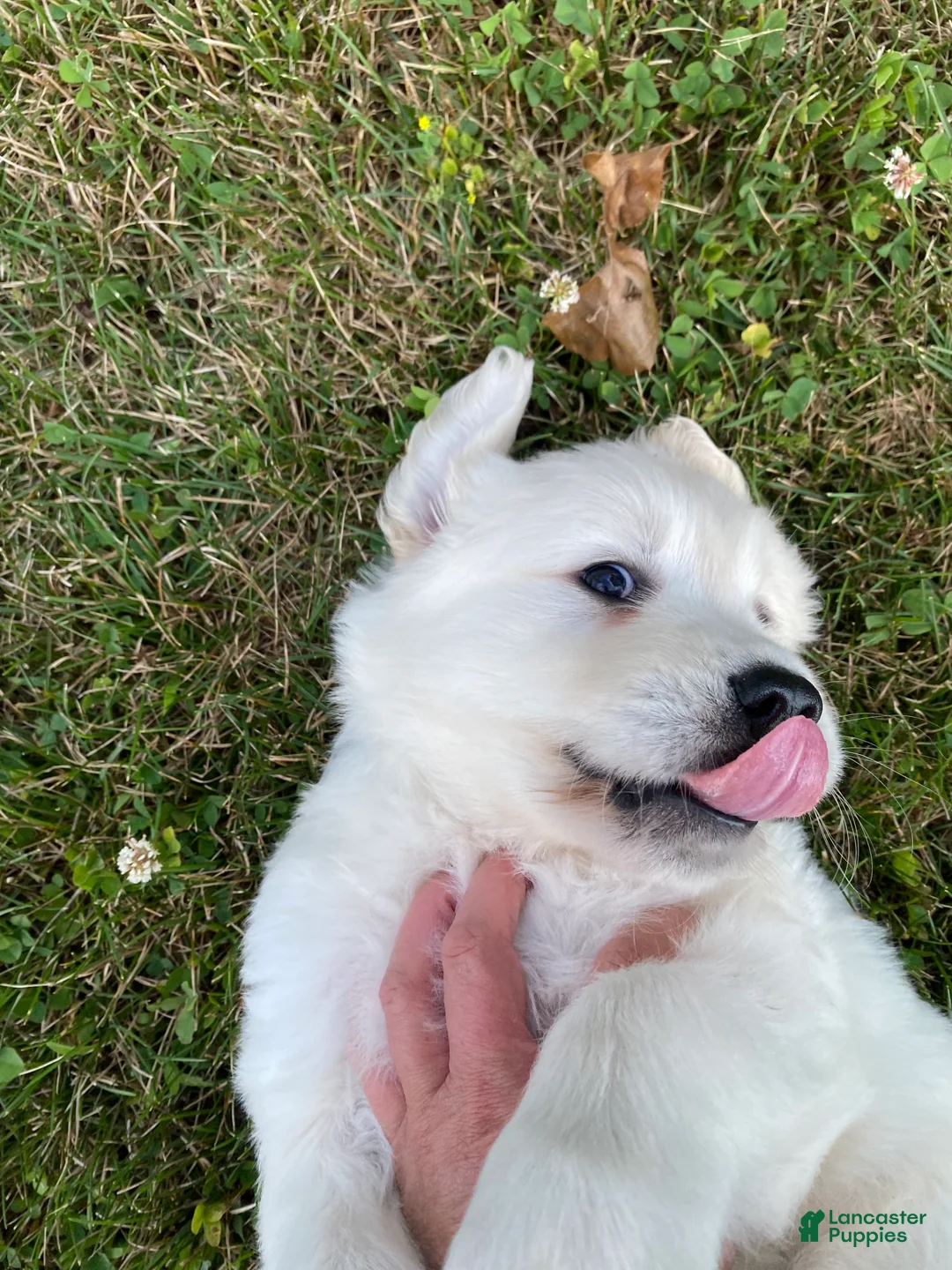 Golden Retriever dogs for sale: Dewey - Ad 1