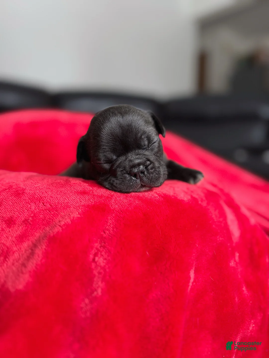 French Bulldog dogs for sale: Chip - Ad 2