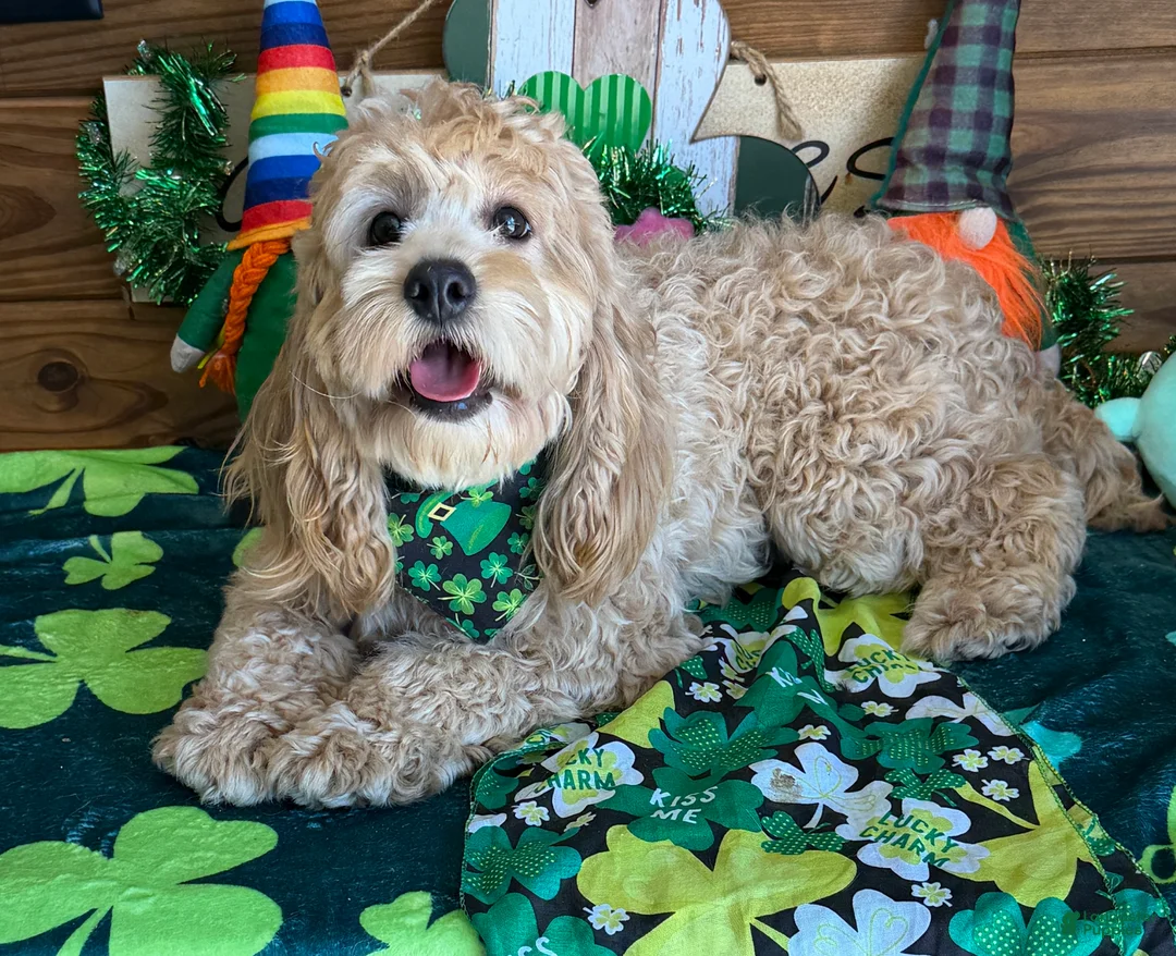 Cockapoo dogs for sale: Ben - Ad 1