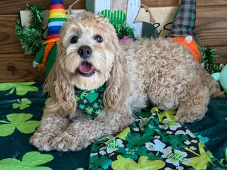 Cockapoo dogs Ben - Ad 38