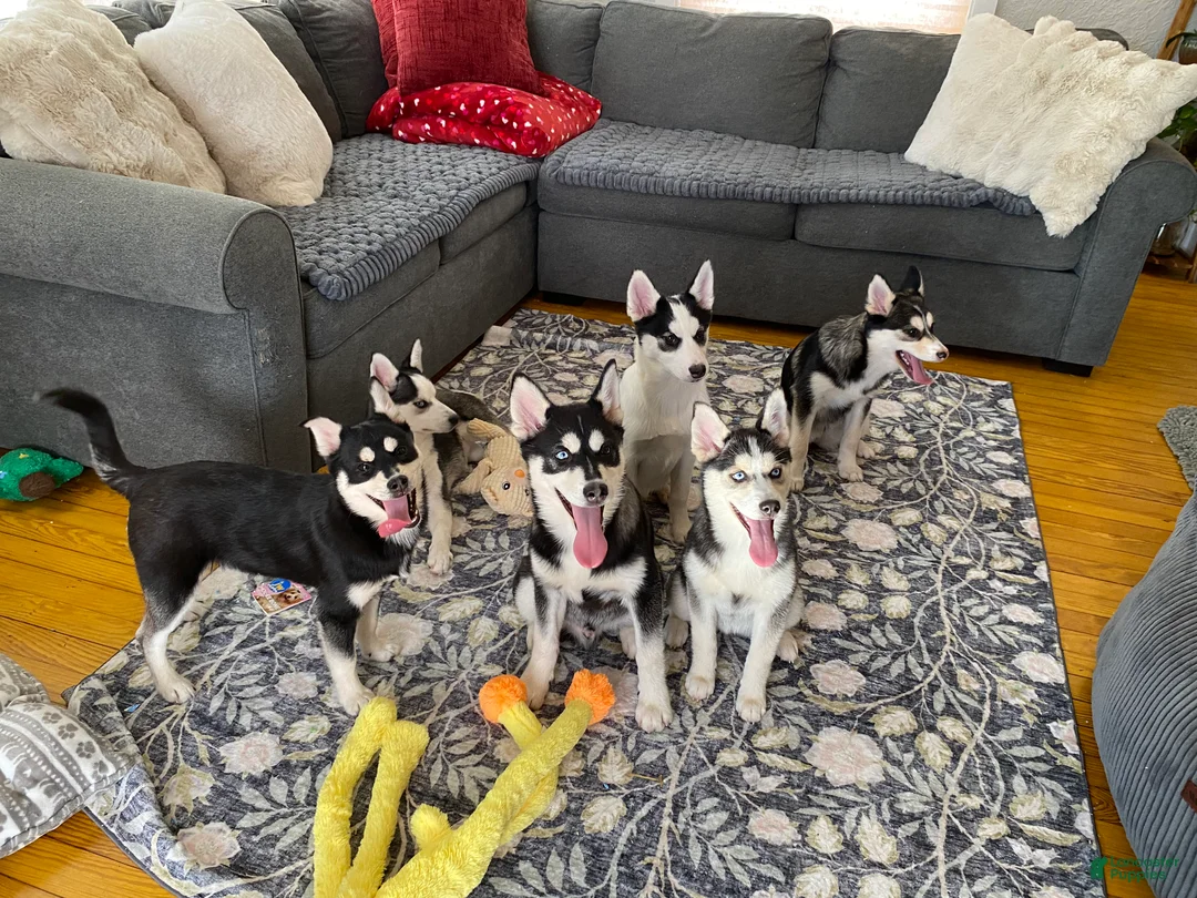 Pomsky dogs for sale: Cinder  - Ad 3