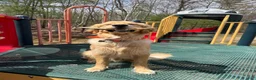 Golden Retriever dogs for sale: Golden Retriever 1 - Ad 12