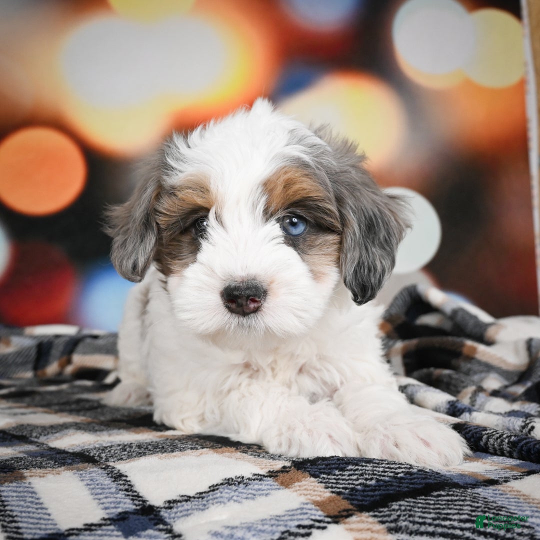 Mini Bernedoodle dogs for sale: Ginger - Ad 4