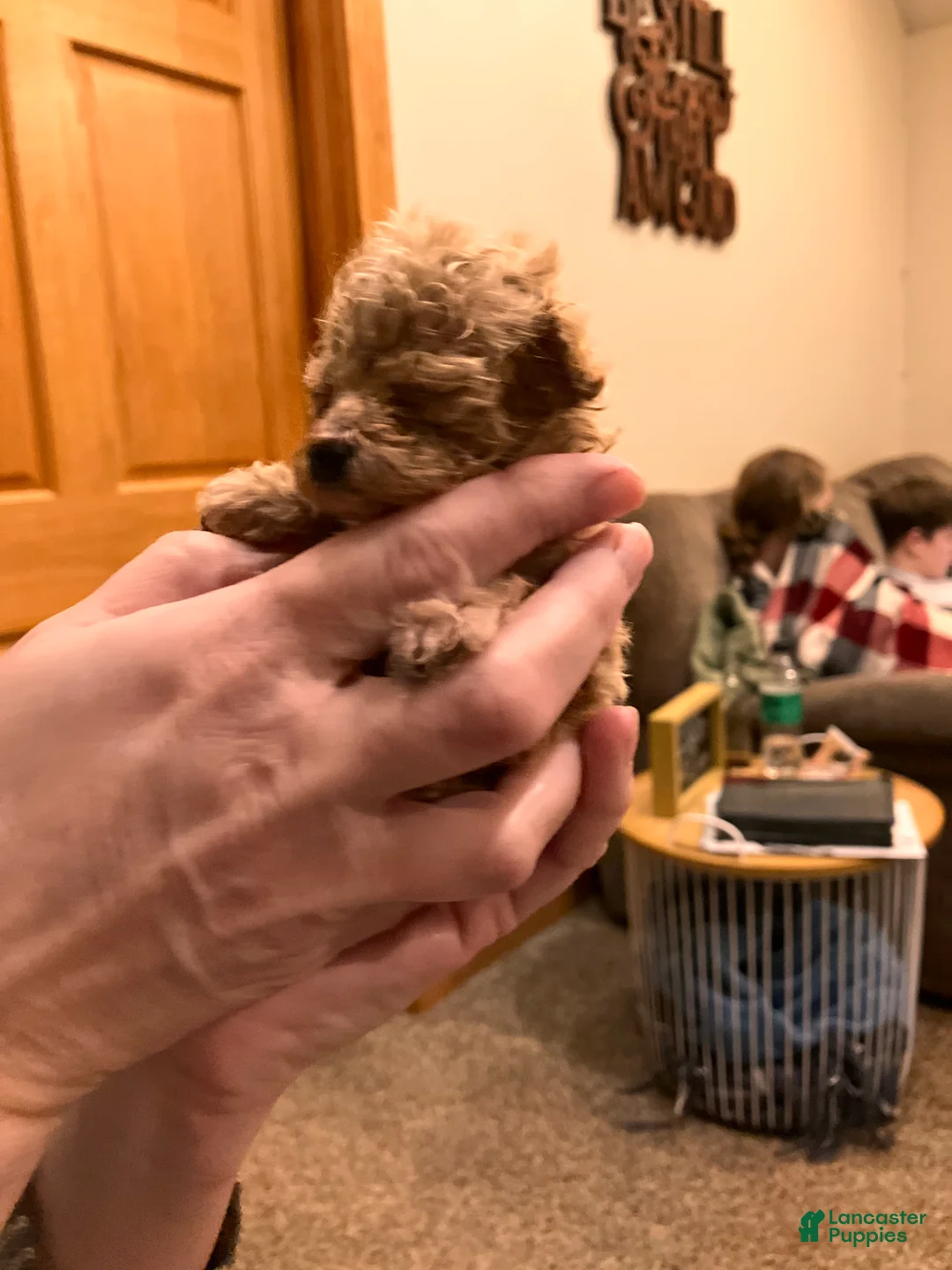 Toy Poodle dogs for sale: ♥️TINY TEACUP TAZZ♥️ - Ad 7