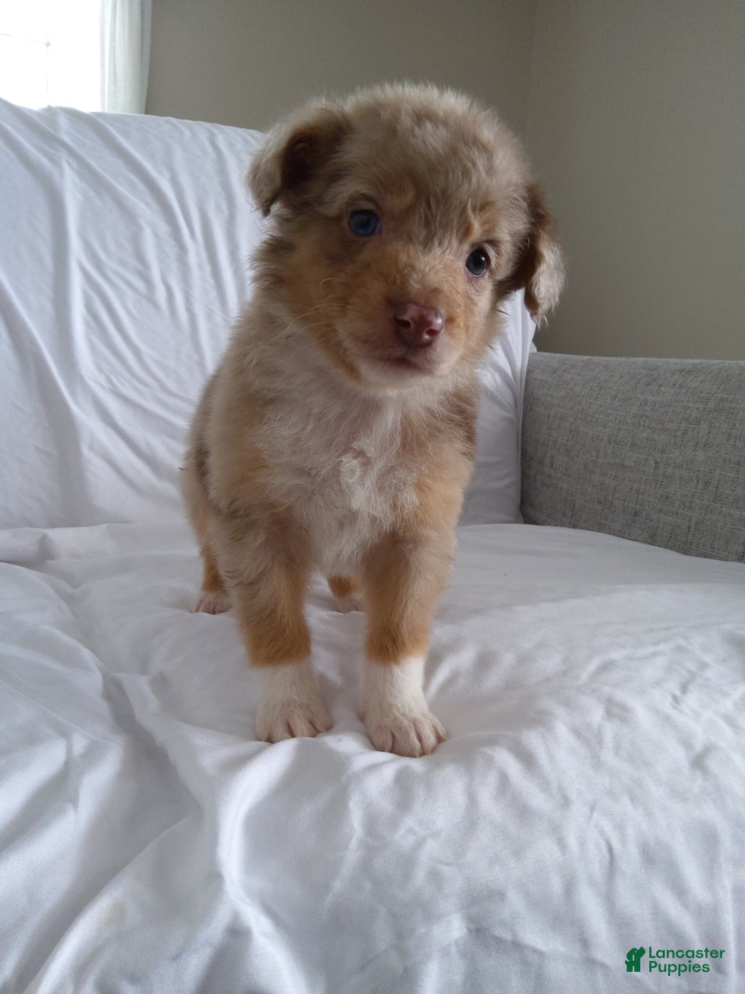 Aussiedoodle dogs for sale: Flo - Ad 1