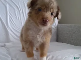 Aussiedoodle dogs Flo - Ad 33