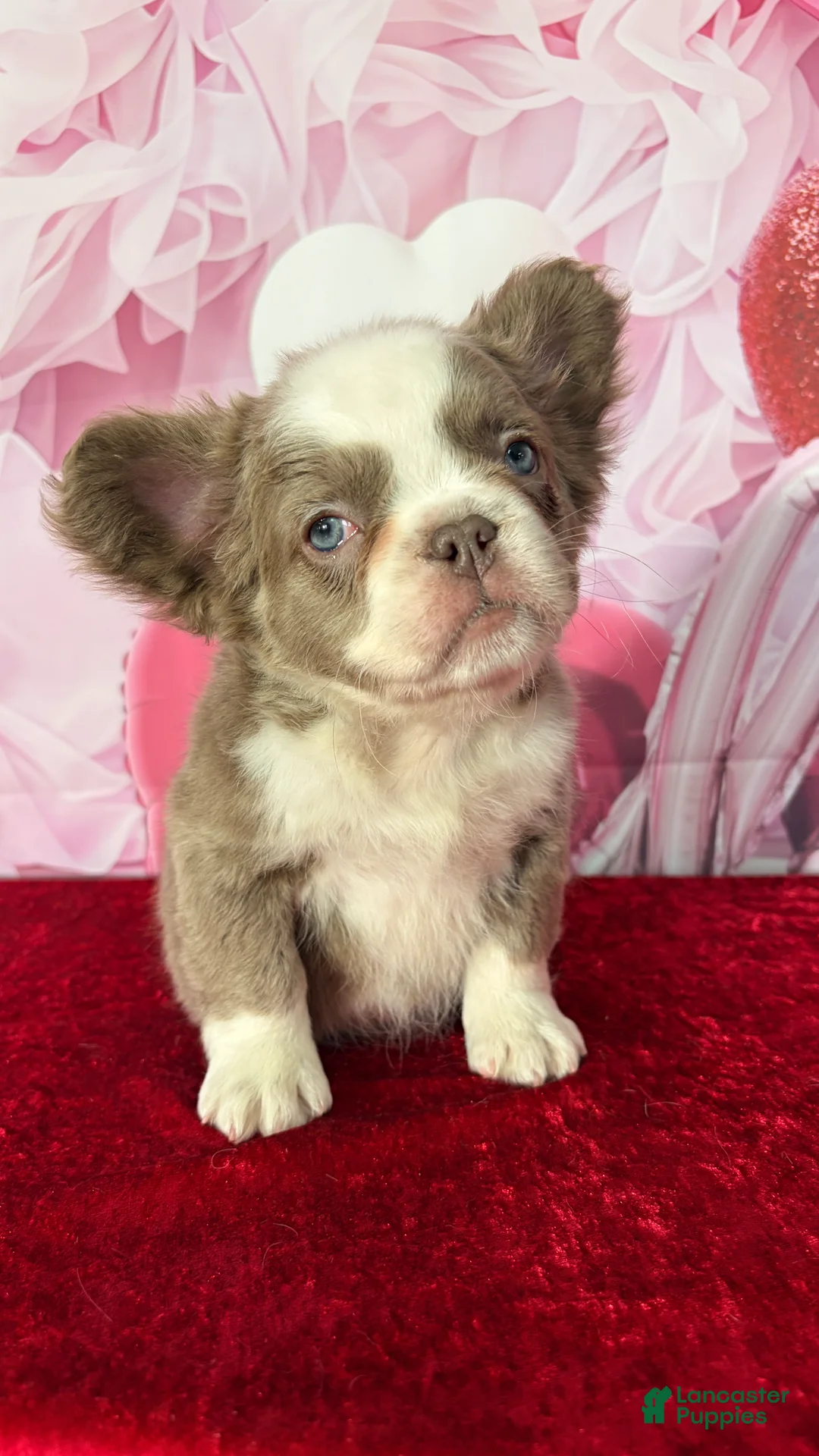 French Bulldog dogs for sale: Cherry  - Ad 1