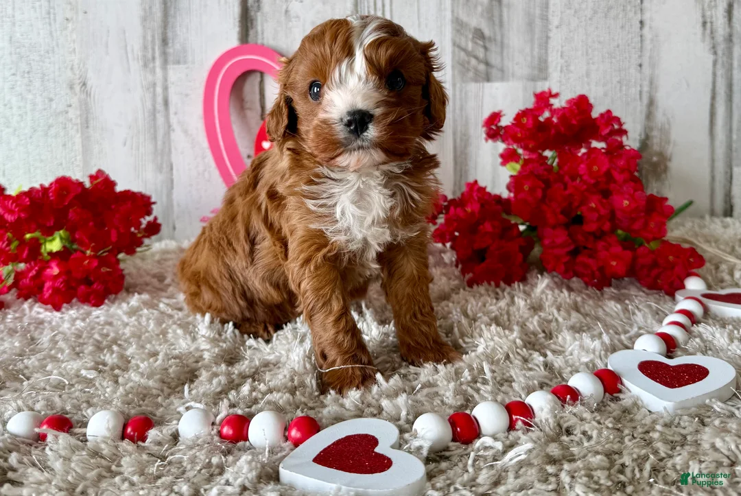 Cavapoo dogs for sale: Zabo - Ad 4