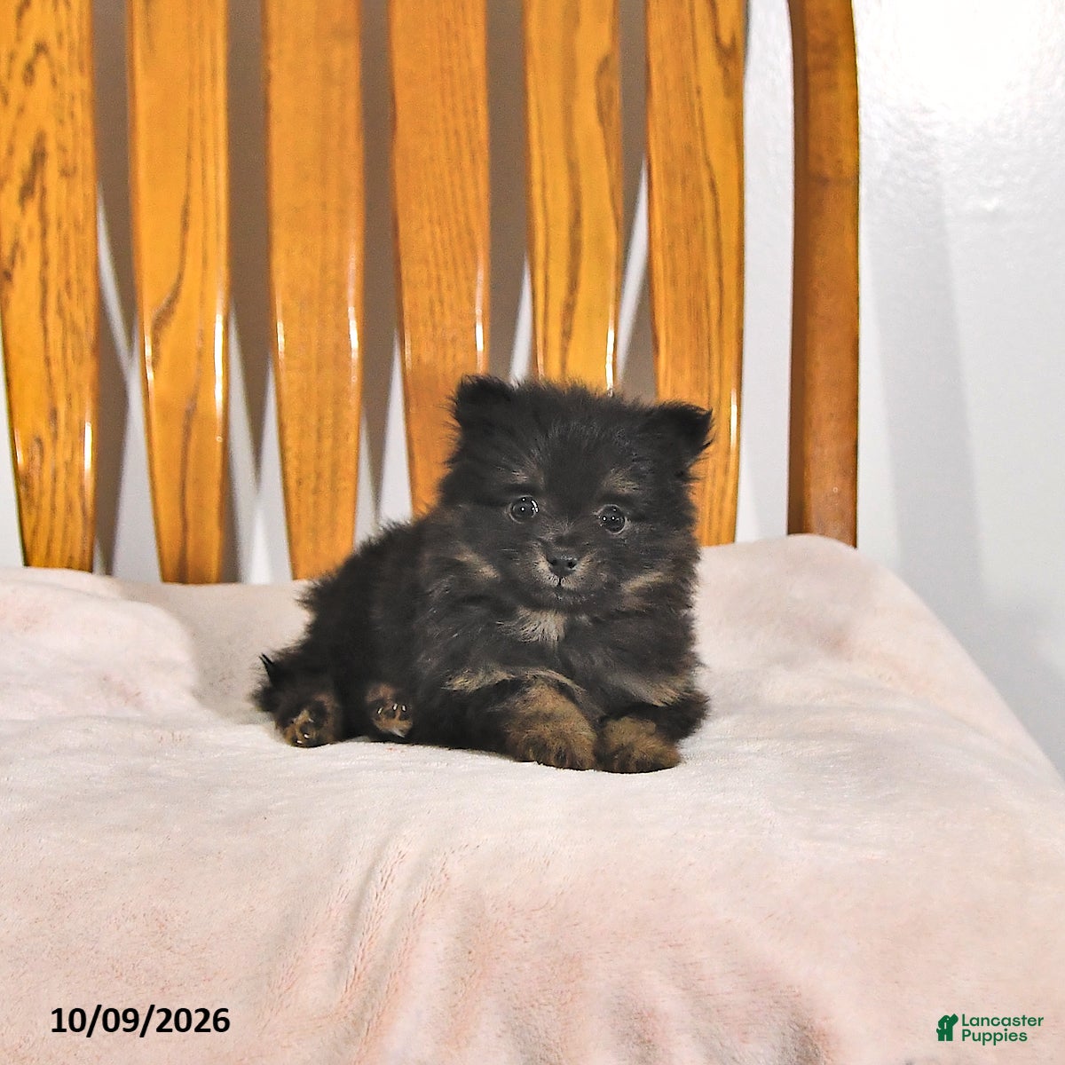 Krislynn (Pomeranian, Female) in Howe, IN