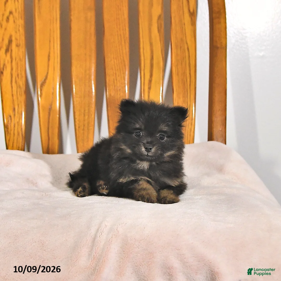 Pomeranian dogs for sale: Krislynn - Ad 1
