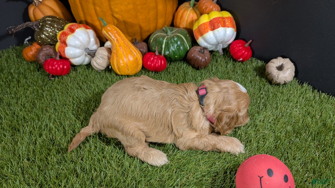 Cavapoo dogs for sale: Cavapoo Puppy 3 - Ad 5