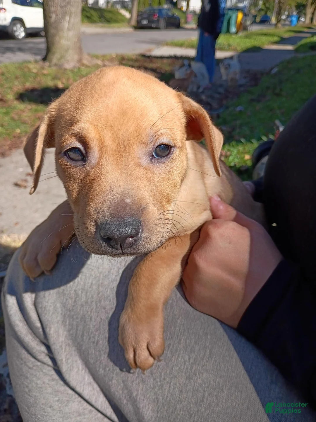 Mixed Breed dogs for sale: Blacknose Female - Ad 1