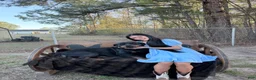 Rottweiler dogs for sale: Rottweiler Puppy 3 - Ad 3
