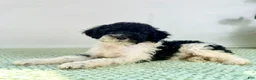 Bernedoodle dogs for sale: Wednesday - Ad 4