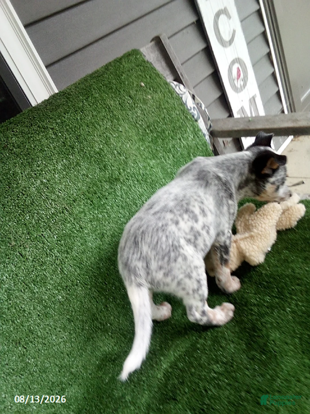 Australian Cattle Dog dogs for sale: Cooper - Ad 4