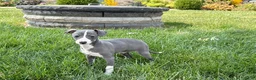 Italian Greyhound dogs for sale: Shanna  - Ad 7